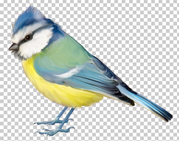 Bird Blue Jay Finch PNG, Clipart, Animal, Animals, Beak, Bird, Bird Cage Free PNG Download
