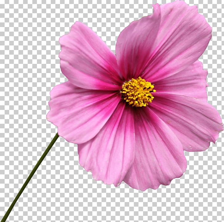 Flower Common Daisy Transvaal Daisy PNG, Clipart, Annual Plant, Birth Flower, Clip, Common Daisy, Cosmos Free PNG Download