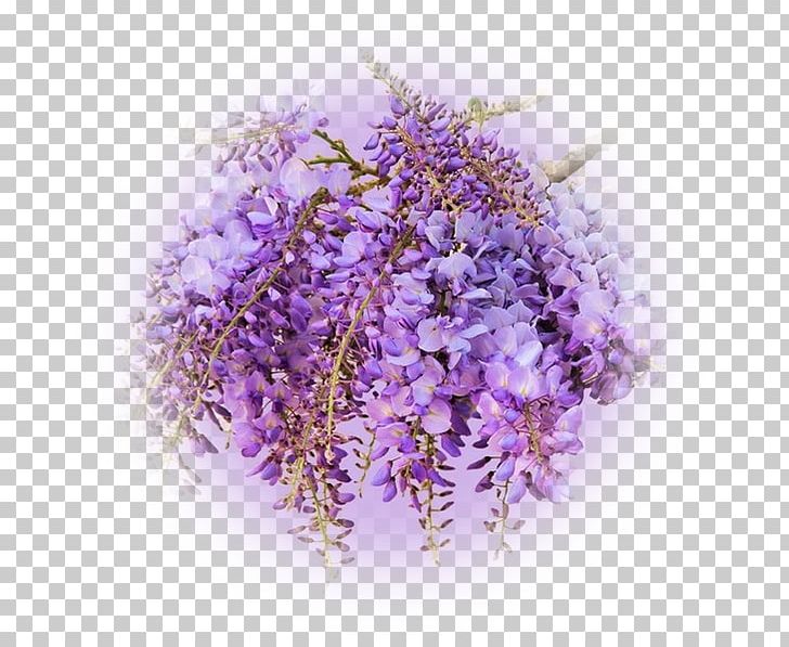 Flower Wisteria Sinensis Violet Color Lilac PNG, Clipart, Bahar Cicekleri, Blossom, Blue, Color, English Lavender Free PNG Download