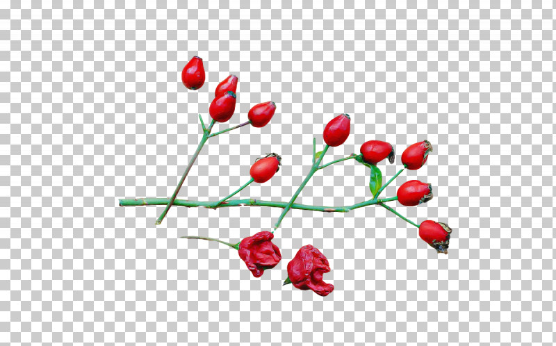 Rose PNG, Clipart, Biology, Computer, Flower, Fruit, M Free PNG Download