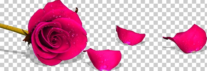 Beach Rose Garden Roses Red Petal PNG, Clipart, Color, Cut Flowers, Floral Design, Floristry, Flower Free PNG Download
