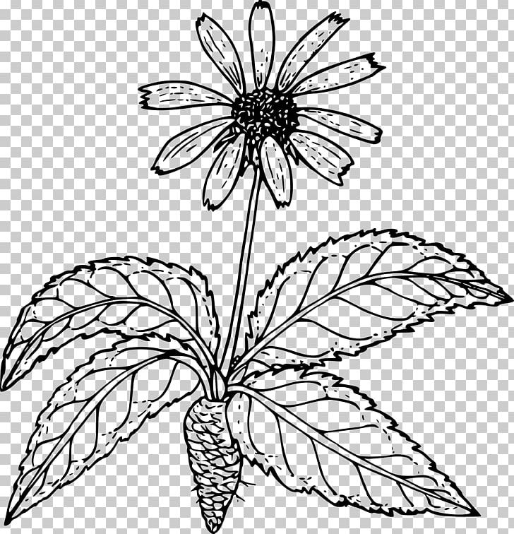 Drawing Wildflower PNG, Clipart, Black And White, Branch, Butterfly ...