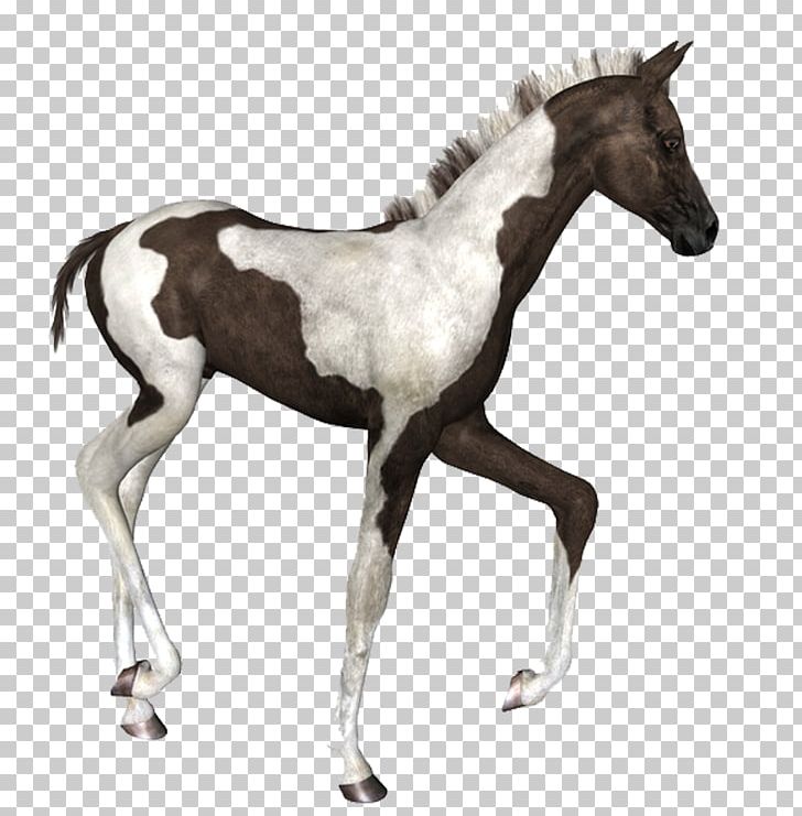 Mustang Foal American Paint Horse Thoroughbred Colt PNG, Clipart, American Paint Horse, Colt, Foal, Friesian Horse, Halter Free PNG Download