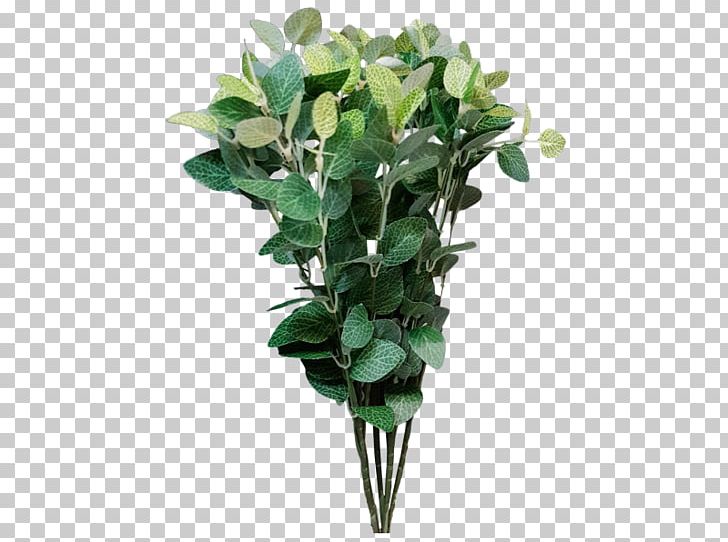 Ruscus Flower Plant Green Arum-lily PNG, Clipart, Arum Lily, Arumlily, Bog Arum, Color, Cut Flowers Free PNG Download