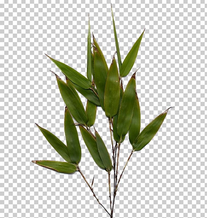 Bamboo Henon Phyllostachys Edulis Flower Culm PNG, Clipart, Bamboo, Bamboo Blossom, Culm, Flower, Grasses Free PNG Download