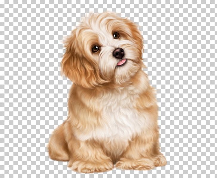 Cavachon Shih Tzu Puppy Havanese Dog Bolognese Dog PNG, Clipart, Animal, Animals, Bolognese Dog, Breed, Carnivoran Free PNG Download