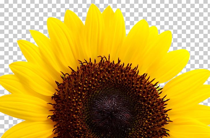 Common Sunflower Yellow Sunflower Seed PNG, Clipart, Auglis, Blue, Color, Daisy Family, Flower Free PNG Download