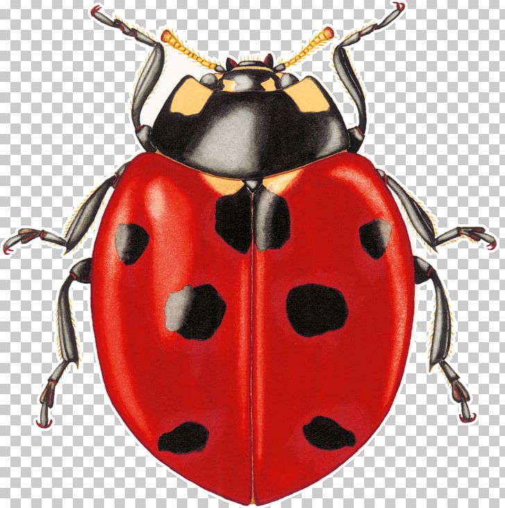 Ladybird Aphid Gottlieb Anton PNG, Clipart, Adult, Aphid, Arthropod, Basketball, Beetle Free PNG Download