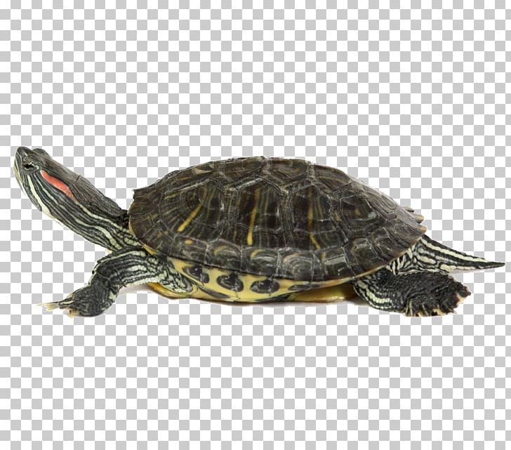 Sea Turtle PhotoScape PNG, Clipart, Animals, Box Turtle, Box Turtles, Chelydridae, Common Snapping Turtle Free PNG Download