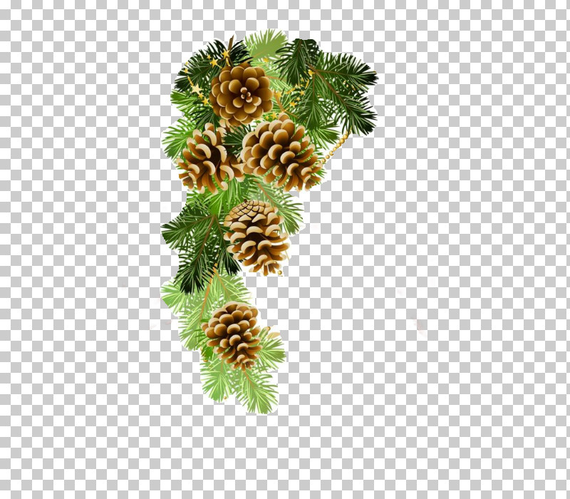 Yellow Fir Jack Pine Oregon Pine Lodgepole Pine Shortleaf Black Spruce PNG, Clipart, American Larch, Branch, Canadian Fir, Colorado Spruce, Columbian Spruce Free PNG Download