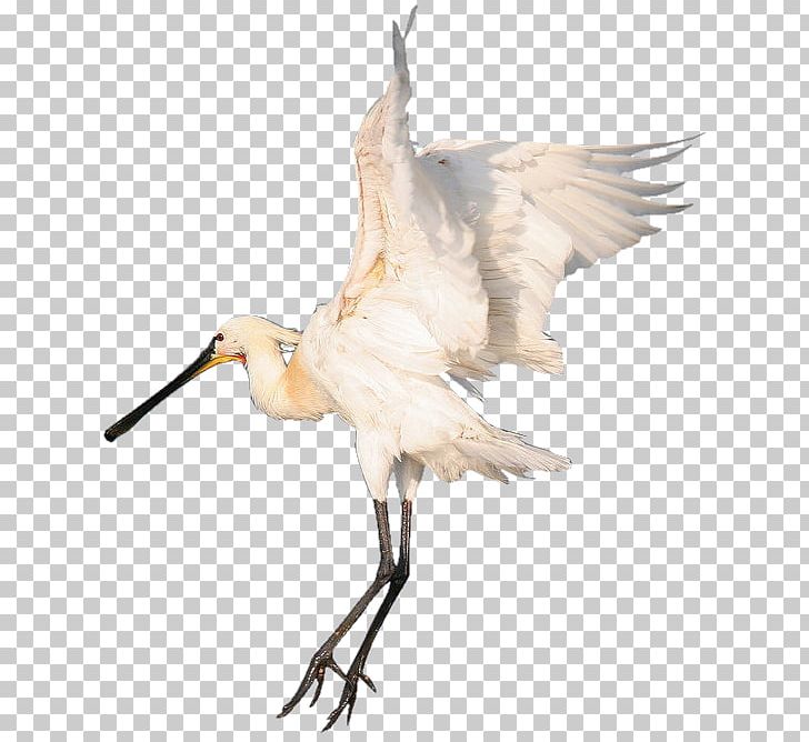 Bird Beak White Stork Centerblog Ibis PNG, Clipart, Animals, Beak, Bird, Centerblog, Crane Free PNG Download
