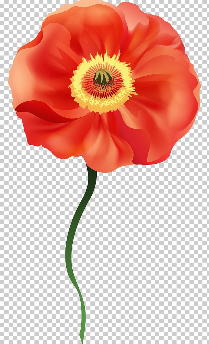 Flower Common Poppy PNG, Clipart, Blog, Common Poppy, Coquelicot, Cut Flowers, Decoupage Free PNG Download