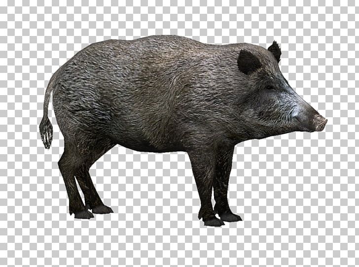 Wild Boar Zoo Tycoon 2 Hogs And Pigs PNG, Clipart, Animals, Boar, Computer Icons, Display Resolution, Download Free PNG Download