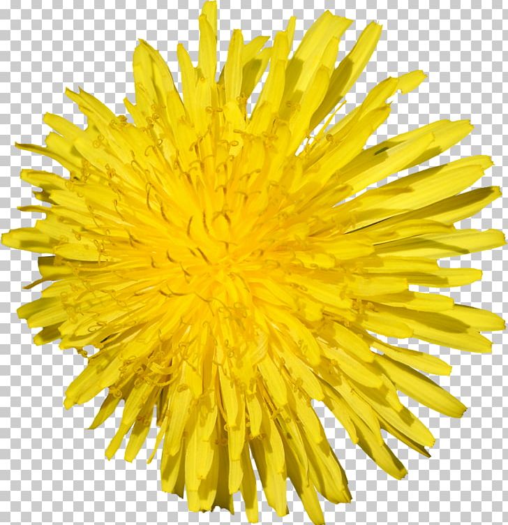 Yellow Common Dandelion Flower Calendula Officinalis PNG, Clipart, Calendula Officinalis, Chai, Chrysanths, Common Dandelion, Cut Flowers Free PNG Download