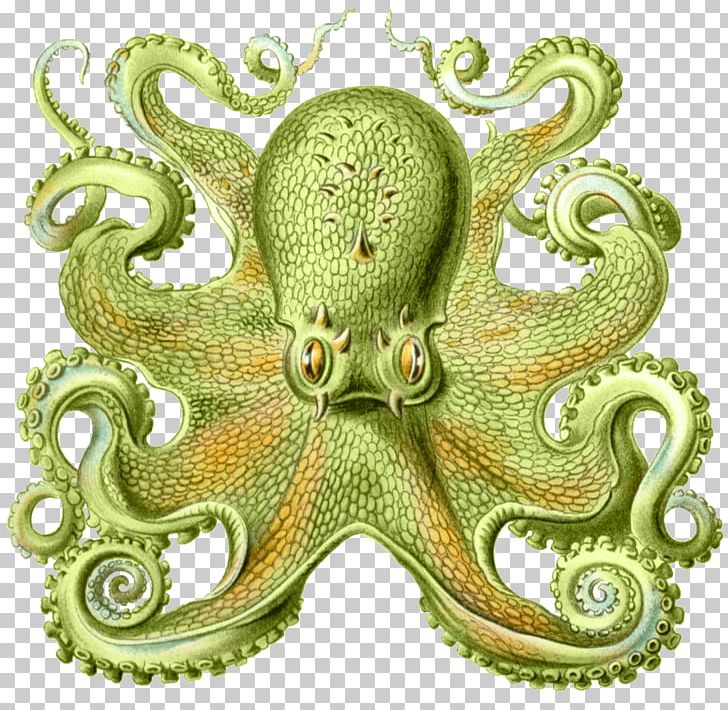 Art Forms In Nature Octopus Cephalopod Squid Drawing PNG, Clipart, Art, Art Forms In Nature, Artist, Biologist, Cephalopod Free PNG Download