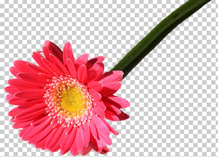 Transvaal Daisy Fototapet Internet Chrysanthemum Cut Flowers PNG, Clipart, Annual Plant, Aster, Chrysanthemum, Chrysanths, Closeup Free PNG Download