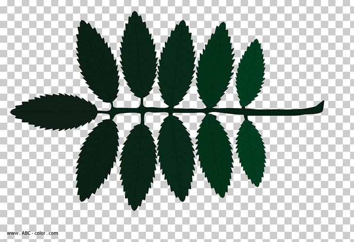 Tree Drawing Shrub Leaf PNG, Clipart, Classroom, Drawing, Ecology, Leaf, Lesson Free PNG Download