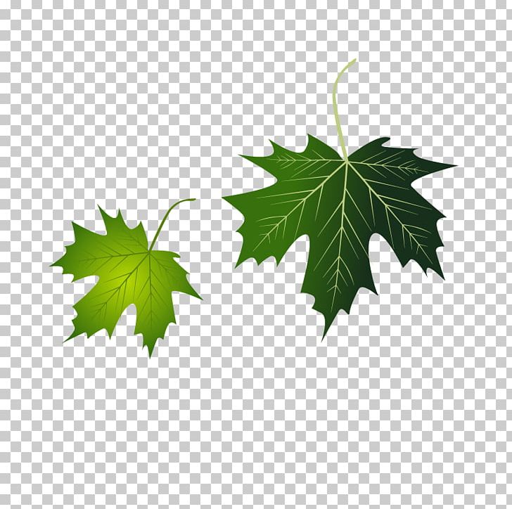 Grape Leaves Leaf PNG, Clipart, Adobe Illustrator, Autumn Leaf, Branch, Download, Encapsulated Postscript Free PNG Download