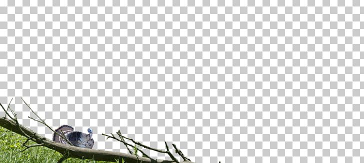 Insect Shoe Sky Plc PNG, Clipart, Animals, Branch, Grass, Insect, Membrane Winged Insect Free PNG Download