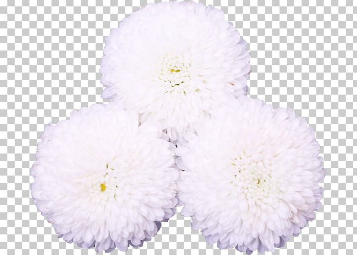Chrysanthemum Flower Petal Wedding Dress Floral Design PNG, Clipart, Aster, Chrysanthemum, Chrysanths, Cut Flowers, Daisy Family Free PNG Download