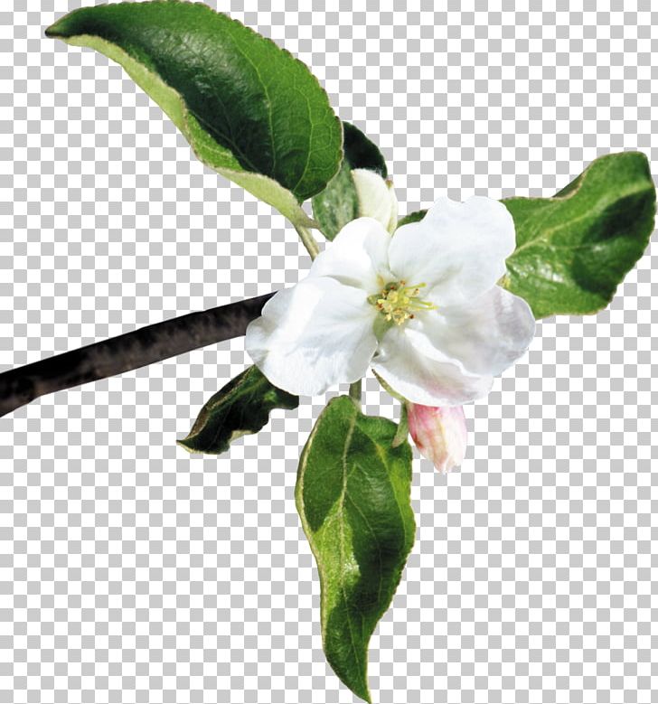 Cut Flowers Apples Blossom PNG, Clipart, Apples, Auglis, Blossom, Branch, Cerasus Free PNG Download