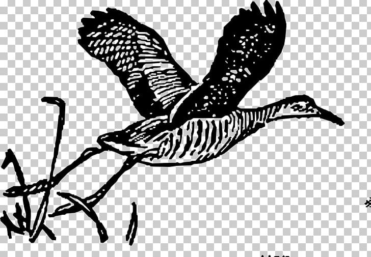 Line Art Drawing PNG, Clipart, Animals, Art, Beak, Bird, Bird Of Prey Free PNG Download