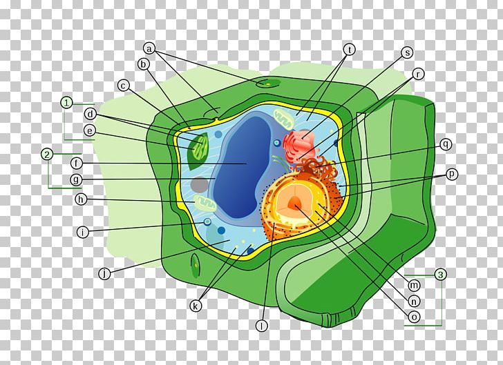 Plant Cell Cell Wall Organelle PNG, Clipart, Cell, Cell Membrane, Cell Nucleus, Cell Wall, Chloroplast Free PNG Download