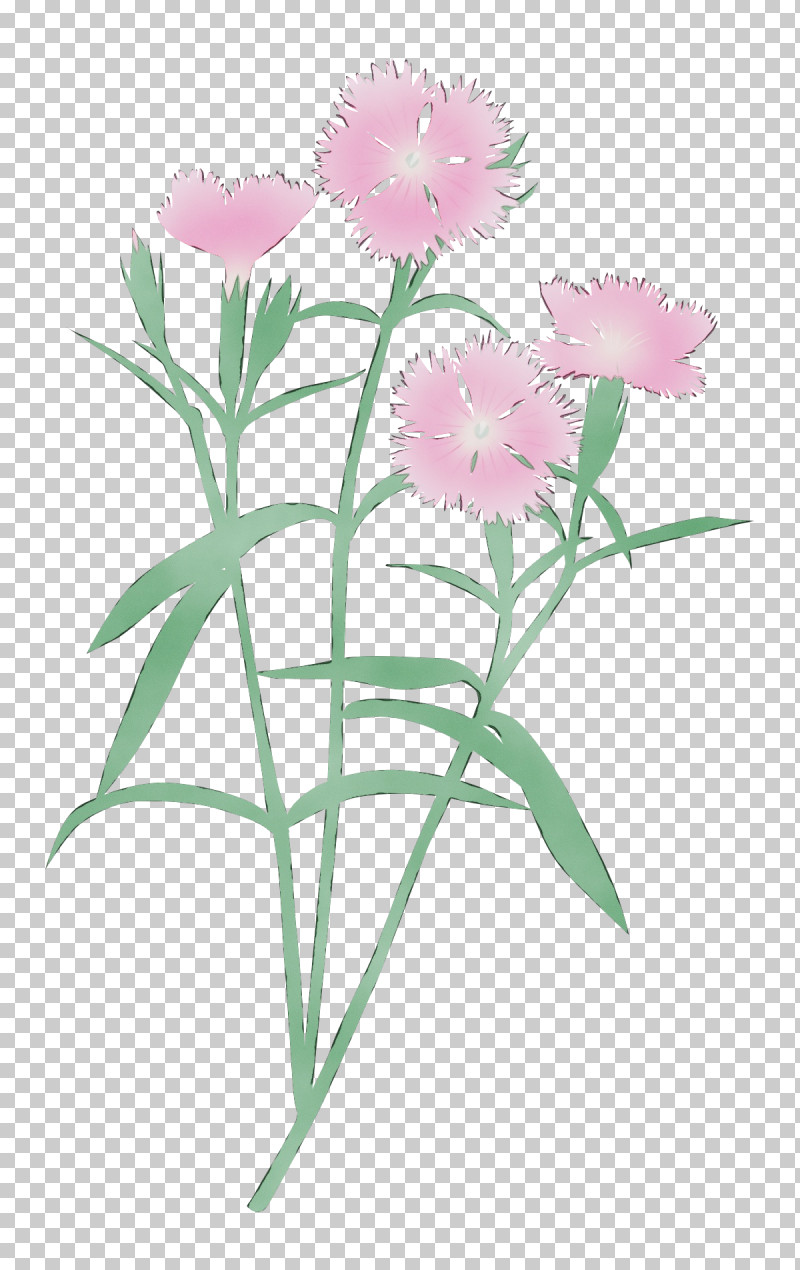 Flower Plant Pink Sweet William Petal PNG, Clipart, Carnation, Cut Flowers, Dianthus, Flower, Paint Free PNG Download