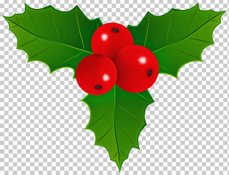 Holly PNG, Clipart, American Holly, Berry, Branch, Chinese Hawthorn, Currant Free PNG Download
