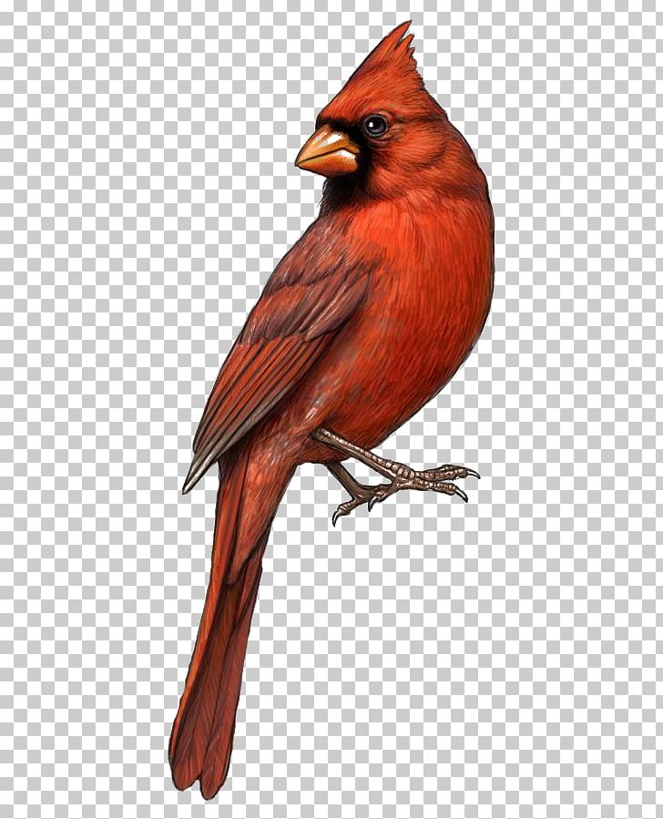 Bird St. Louis Cardinals Northern Cardinal Drawing PNG, Clipart, Animals, Art, Beak, Bird, Birds Free PNG Download