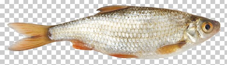 Fish As Food Common Roach Seafood Vobla PNG, Clipart, Animal Figure, Animals, Animal Source Foods, Blicca Bjoerkna, Common Bream Free PNG Download