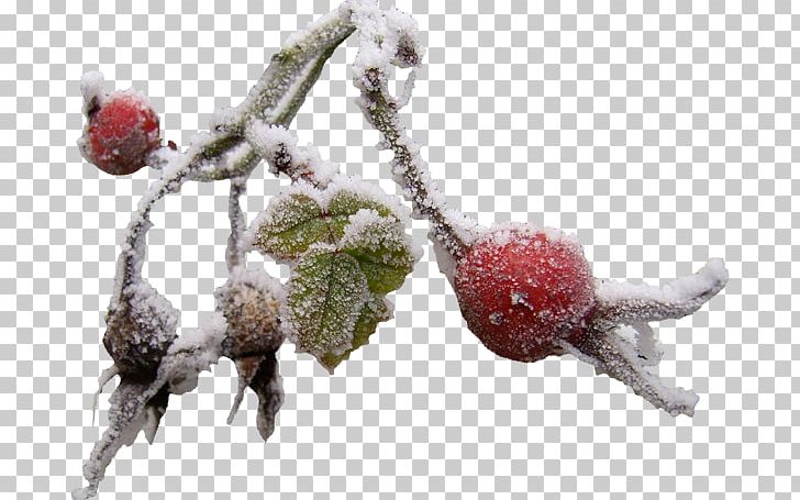 Snow Winter Branch PNG, Clipart, Berry, Branch, Fir, Fruit, Hard Rime Free PNG Download