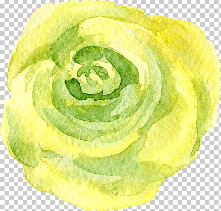 Transparency And Translucency Flower PNG, Clipart, Art, Cabbage, Designer, Download, Drawing Free PNG Download