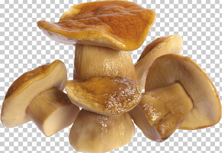 Fungus Mushroom PNG, Clipart, Agaricus, Common Mushroom, Cute, Download, Edible Mushroom Free PNG Download