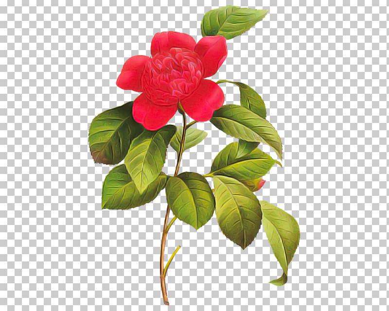 Artificial Flower PNG, Clipart, Anthurium, Artificial Flower, Branch, Camellia, China Rose Free PNG Download
