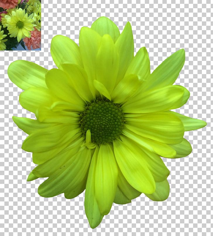 Flower Common Daisy Green Petal PNG, Clipart, Annual Plant, Blanket Flowers, Blossom, Chamomile, Chrysanthemum Free PNG Download