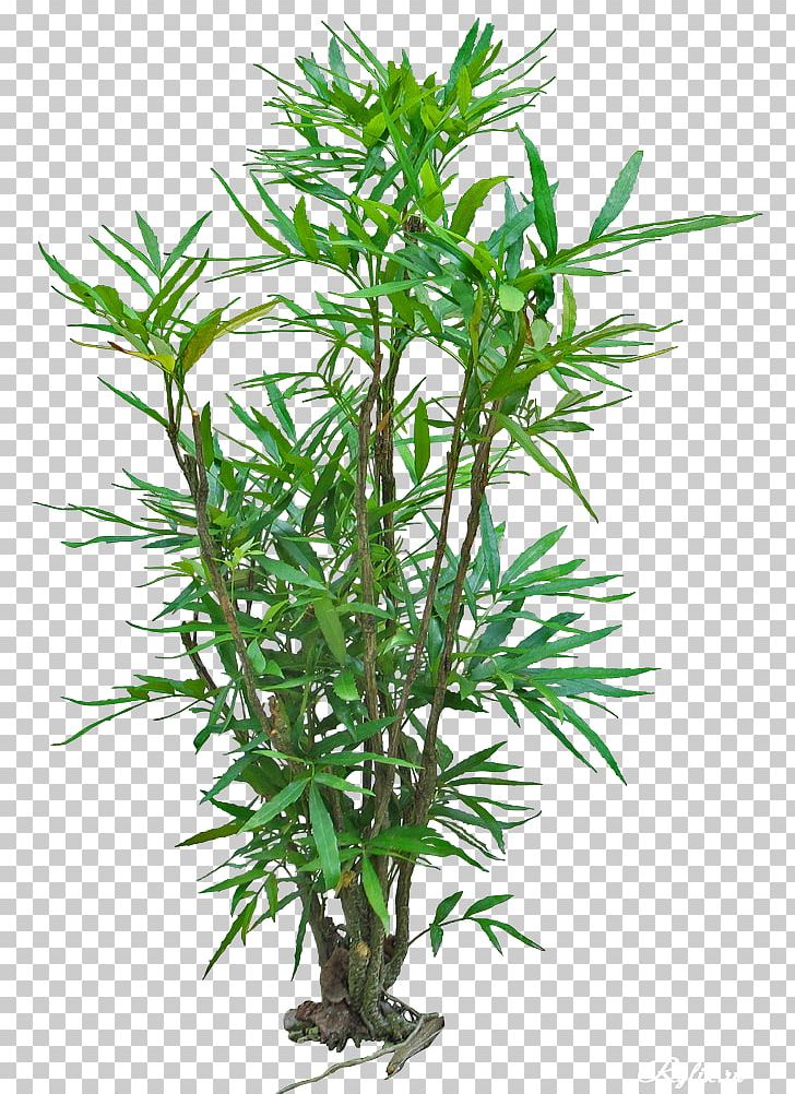 Palm Trees Shrub Plant Stem Herbaceous Plant PNG, Clipart, Areca Palm, Bamboo, Chamaedorea, Flowerpot, Green Free PNG Download
