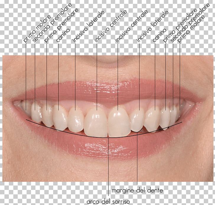 Tooth Close-up PNG, Clipart, Chin, Closeup, Cosmetic Dentistry, Eyelash, Jaw Free PNG Download