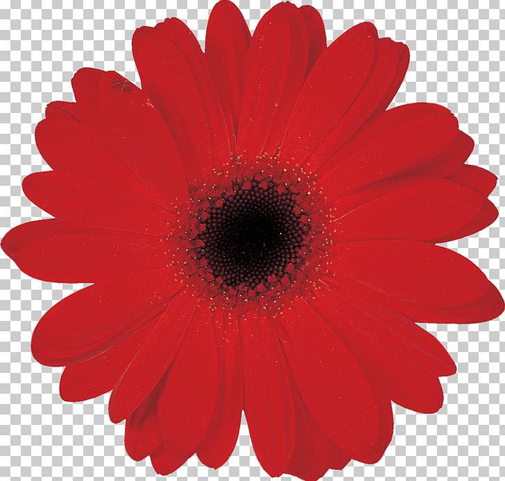 Flower Transvaal Daisy Petal Plant PNG, Clipart, Art, Chrysanthemum, Chrysanths, Common Daisy, Cut Flowers Free PNG Download