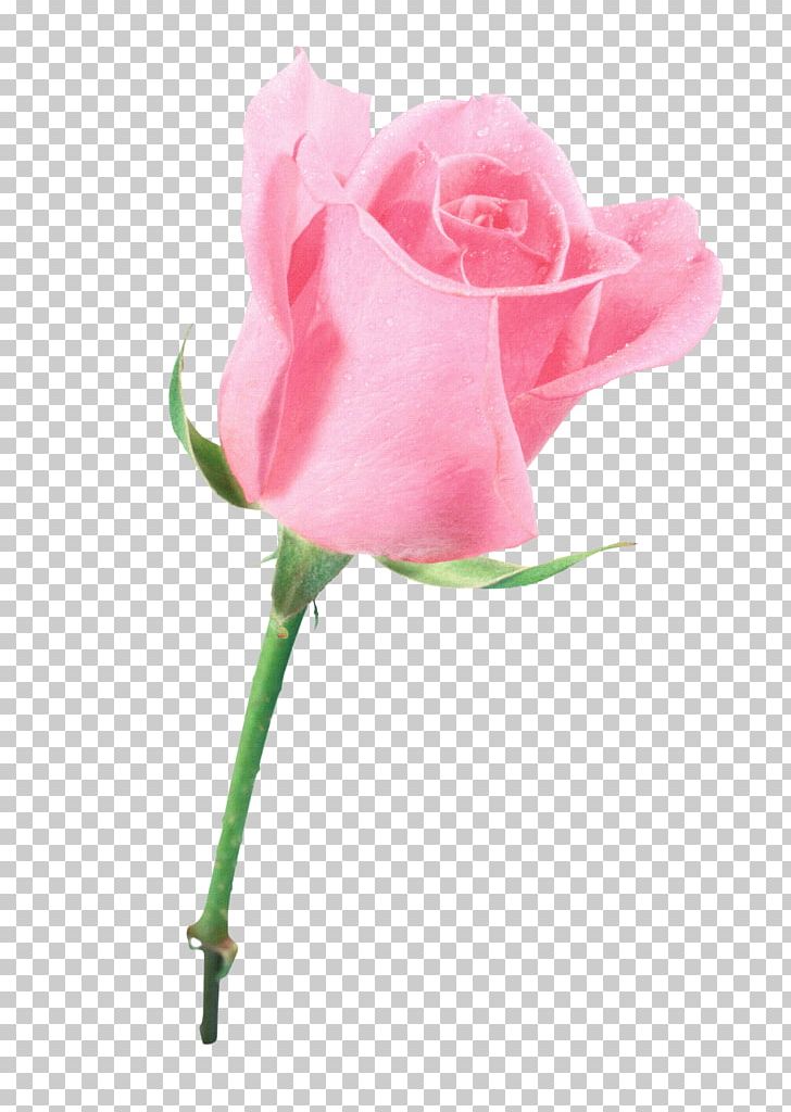 Garden Roses Cabbage Rose Blue Rose Flower Pink PNG, Clipart, Blue, Blue Rose, Bud, Cabbage Rose, Caller Id Free PNG Download