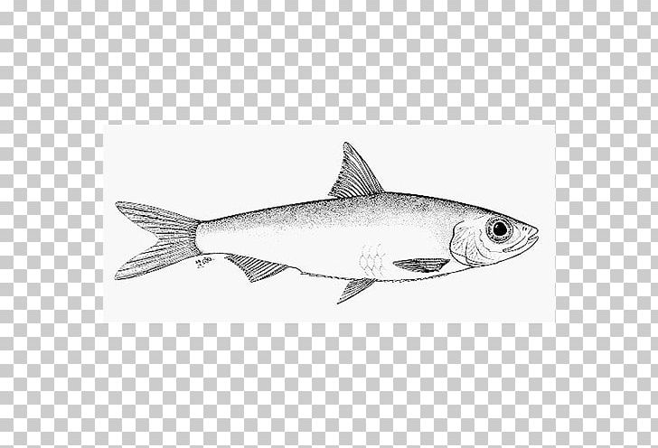 Sardine Squaliformes Oily Fish 09777 Marine Biology PNG, Clipart, 09777, Biology, Cartilaginous Fish, Fauna, Fin Free PNG Download
