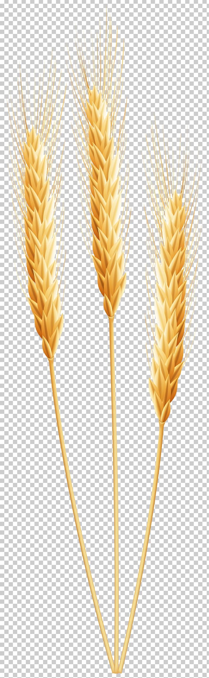 Wheat Grain PNG, Clipart, Barley, Cereal, Cereal Germ, Clip Art, Commodity Free PNG Download