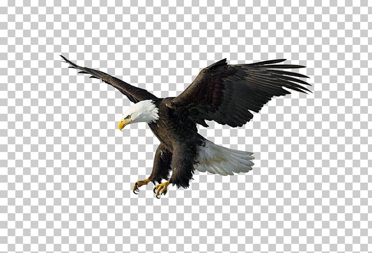 Bald Eagle Drawing Illustration PNG, Clipart, Accipitriformes, Air, Animals, Beak, Bird Free PNG Download