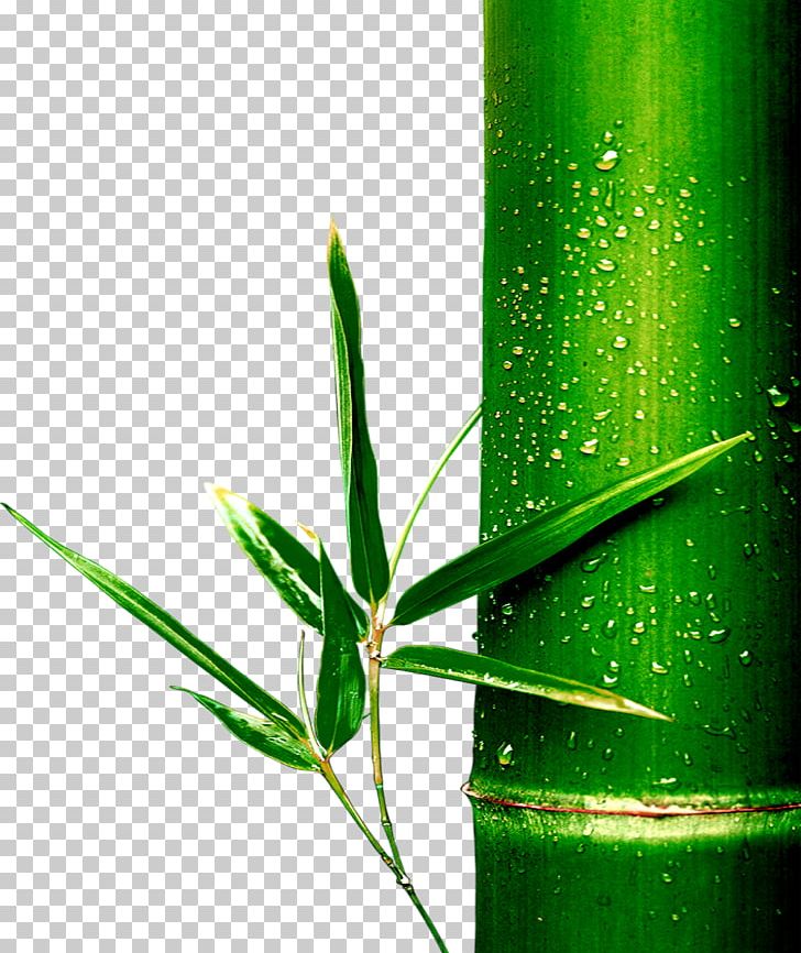 Bamboo Bamboe PNG, Clipart, Adobe Illustrator, Bamboo Border, Bamboo Frame, Bamboo Leaf, Bamboo Leaves Free PNG Download