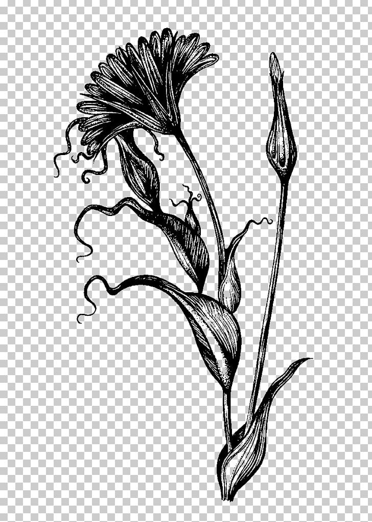 Botanical Illustration Botany Drawing Visual Arts Sketch PNG, Clipart, Art, Artwork, Beak, Bird, Black And White Free PNG Download