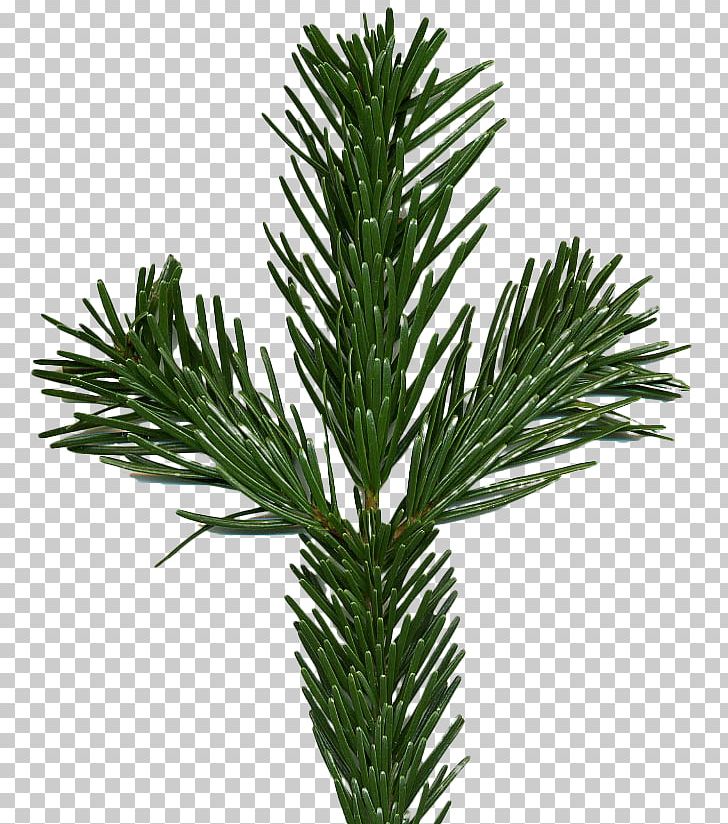 Caucasus Mountains Nordmann Fir Norway Spruce Abies Alba Tree PNG, Clipart, Abies, Abies Alba, Abies Nordmanniana, Branch, Caucasus Free PNG Download