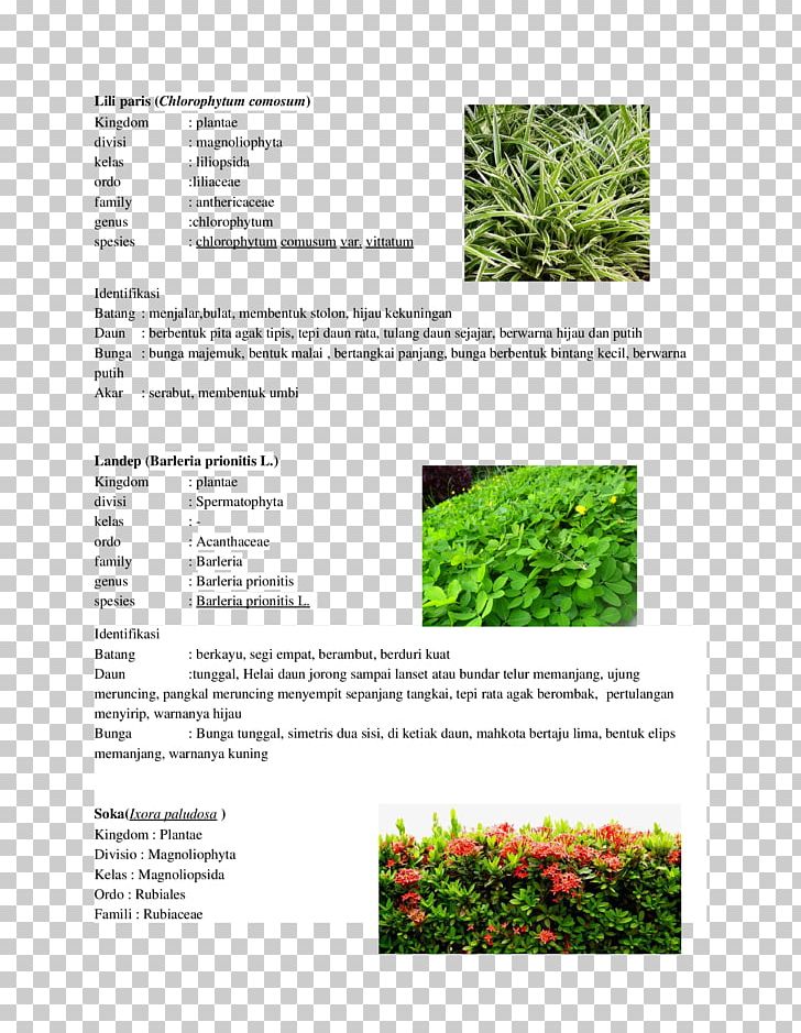 Grasses Tree Family PNG, Clipart, Chlorophytum, Chlorophytum Comosum, Doc, Document, Family Free PNG Download