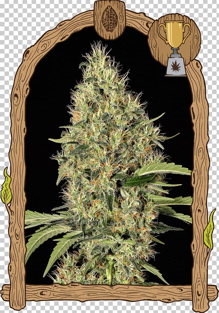 Cannabis Sativa Seed Marijuana White Widow PNG, Clipart, Autoflowering Cannabis, Cannabis, Cannabis Sativa, Dominance, Grass Free PNG Download