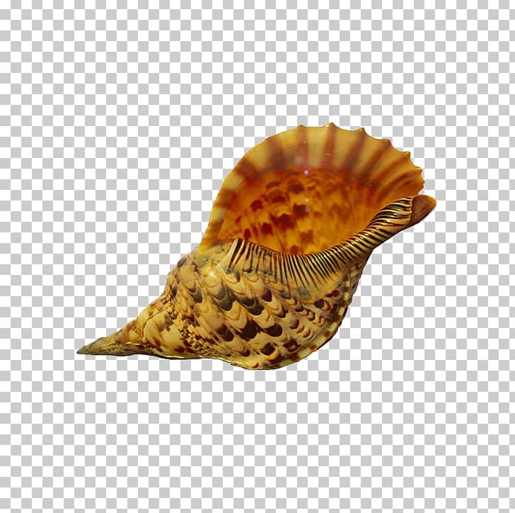 Shore Gastropods Seashell Conch PNG, Clipart, Animal, Beach, Biological, Caracol, Cartoon Conch Free PNG Download