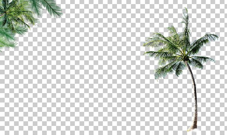 Coconut Leaf Tree Beach PNG, Clipart, Arecaceae, Beach, Beach Style, Christmas Tree, Coco Free PNG Download